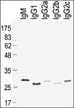 The rat light chain Ig Antibody is used in Western blot to detect purified rat IgM, IgG1, IgG2a, IgG2b and IgG2c.
