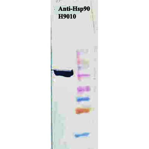 Anti-HSP90 Monoclonal Antibody (Clone : H9010) - ATTO 488