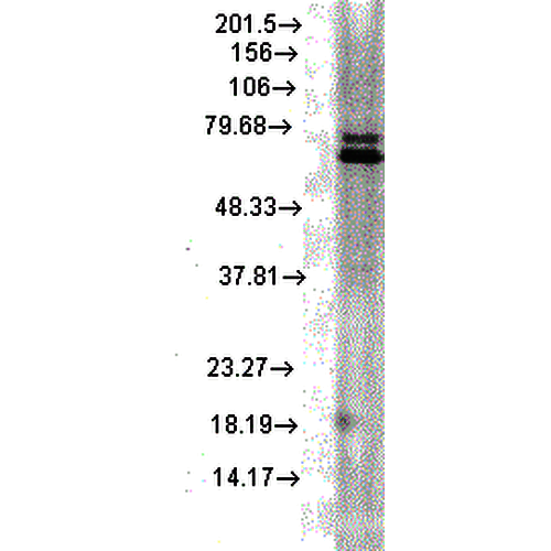 Anti-HSP70 Monoclonal Antibody (Clone : 5A5) - ATTO 488