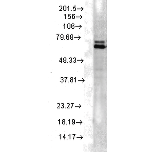 Anti-HSP70 Monoclonal Antibody (Clone : 2A4) - ATTO 390(Discontinued)