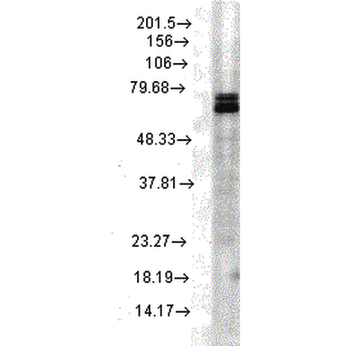 Anti-HSP70 Monoclonal Antibody (Clone : 3A3) - ATTO 488