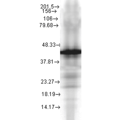 Anti-HSP40, YDJ1 Monoclonal Antibody (Clone : 2A7.H6) - ATTO 390