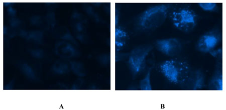 Component A-labeled vesicles are induced by starvation in HeLa cells.