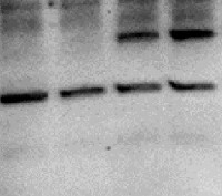 FUM1 + FUM2 | Fumarase 1+2 (mitochondrial+cytosolic) in the group Antibodies Plant/Algal  / Carbohydrates at Agrisera AB (Antibodies for research) (AS16 3966)