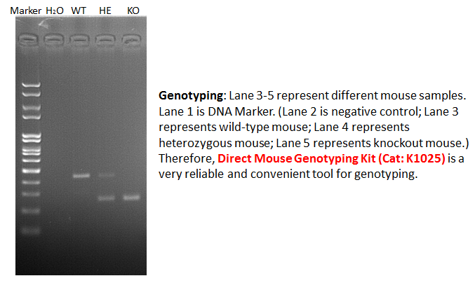 Direct Mouse Genotyping Kit