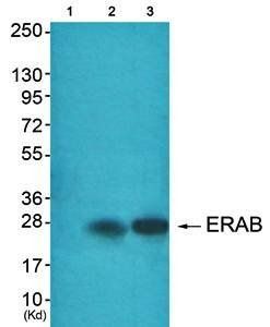 ERAB antibody