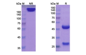 Begelomab (DPP4/TP103/CD26) - Research Grade Biosimilar Antibody