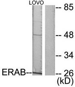 ERAB antibody