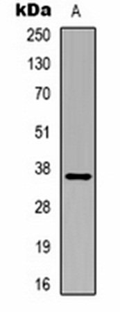 GAPDH antibody (HRP)