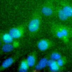 MSRI staining (green) in Hela cells at a 1:50 dilution. Nuclei (Blue) are counterstained using Hoechst 33258.