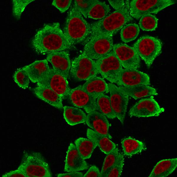 Immunofluorescence Analysis of HeLa cells labeling Smooth Muscle Actin with Smooth Muscle Actin Mouse Monoclonal Antibody (1A4) followed by Goat anti-Mouse IgG-CF488(Green). The nuclear counterstain is NucSpot (Red).