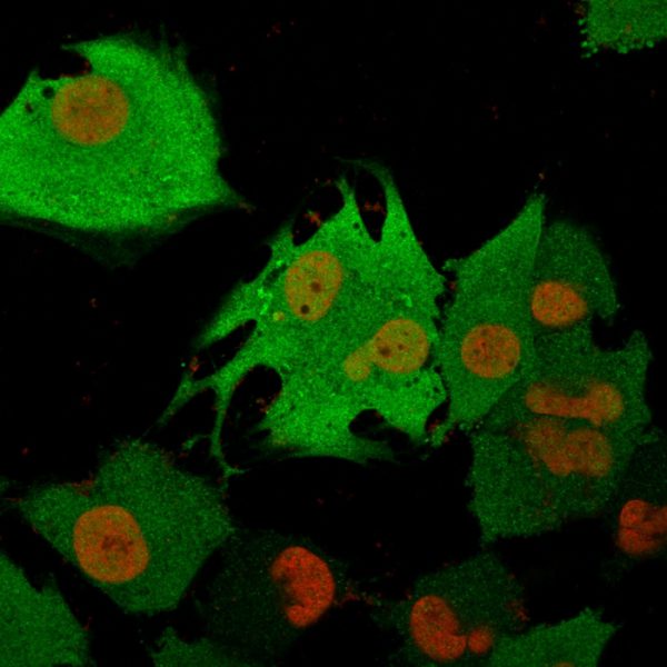 Immunofluorescence Analysis of T98G cells labeling Pgp9.5 with Pgp9.5 / UchL1 Mouse Monoclonal Antibody (31A3) followed by Goat anti-Mouse IgG-CF488 (Green). The nuclear counterstain is Nucspot (Red)