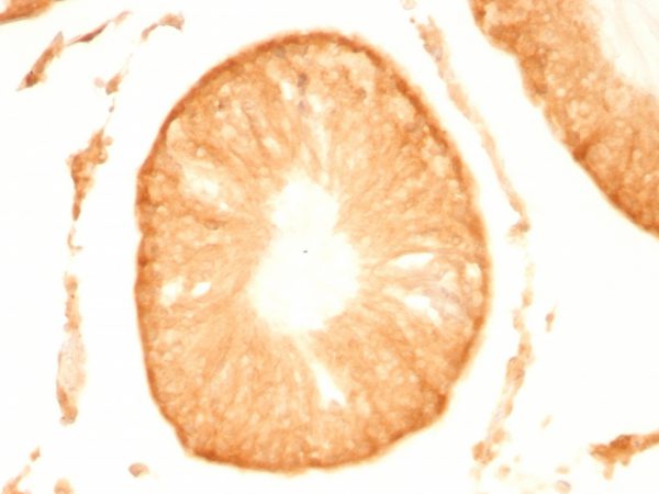 Formalin-fixed, paraffin-embedded Rat Testis stained with Pgp9.5 Monoclonal Antibody (UCHL1/775).