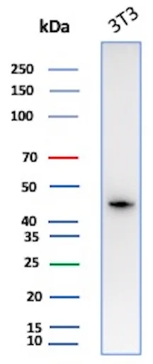 Smooth Muscle Actin Antibody in Western Blot (WB)