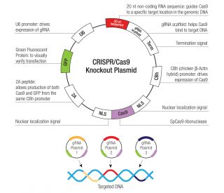 MRP6 CRISPR Plasmids (m) - Each KO Plasmid product consists of a pool of 3 plasmids designed to ensure identification and cleavage of a specific gene for maximum knockout efficiency 
