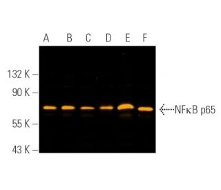 NF&kappa;B p65 Antibody (F-6) - Western Blotting - Image 390728 