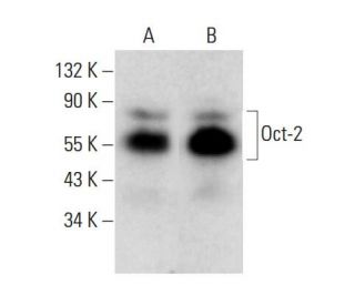 Oct-2 Antibody (PT2) - Western Blotting - Image 380596 