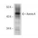 Aurora A Antibody (D-2) - Western Blotting - Image 150948