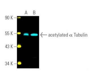acetylated &alpha; Tubulin Antibody (6-11B-1) - Western Blotting - Image 391510 