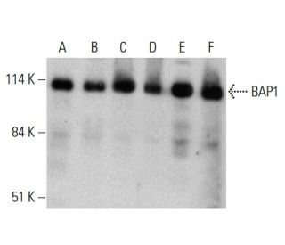 BAP1 Antibody (C-4) - Western Blotting - Image 380967 