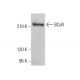 BCoR Antibody (C-10) - Western Blotting - Image 378205