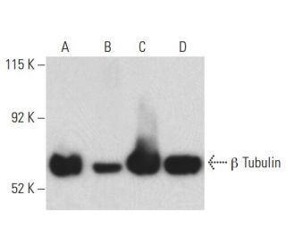 &beta; Tubulin Antibody (E-10) - Western Blotting - Image 398128 