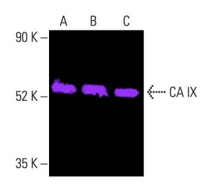 CA IX Antibody (H-11) - Western Blotting - Image 403828 