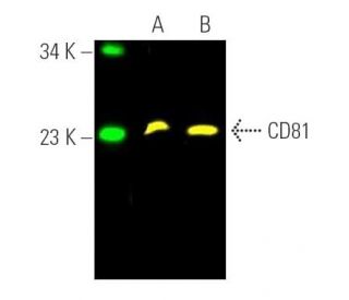 CD81 Antibody (B-11) - Western Blotting - Image 391191 