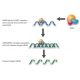 CLC-5 siRNA and shRNA Plasmids (chicken) - siRNA binds RISC (RNA-induced silencing complex) 