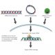 PDGF Receptor beta/PDGFRB siRNA and shRNA Plasmids (canine) - RNAi-directed mRNA Cleavage 