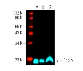 Rho A Antibody (26C4) - Western Blotting - Image 390867 
