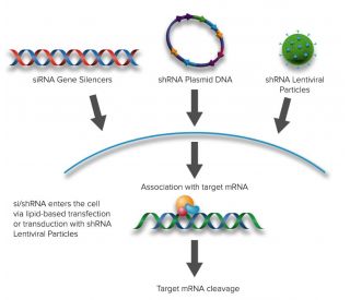 RPA 70 kDa unit siRNA and shRNA Plasmids (chicken) - RNAi-directed mRNA Cleavage 