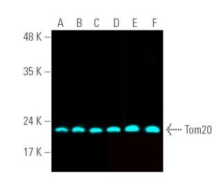 Tom20 Antibody (F-10) - Western Blotting - Image 390869 