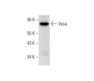 Vasa Antibody (C-2) - Western Blotting - Image 318364