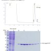 c-Myc tagged Protein MILD PURIFICATION GEL