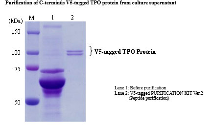 V5-tagged Protein Purification Kit Ver.2