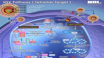 Pathway Poster: HSV (Tetramers Target)