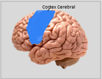 Cortex cérébral
