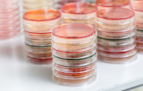 Milieux non-sélectifs pour la microbiologie