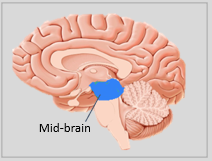 Cerveau moyen