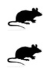 Souris - Souris