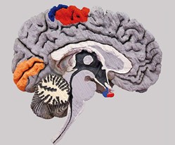  Neuroanatomie