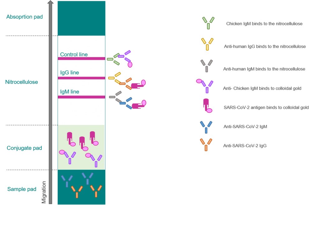 Sars Covid Antigen Test - SARS-CoV-2 (Covid-19) : Test Rapide IgG/IgM pour le ...