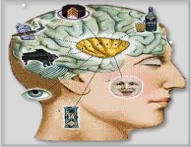 Systèmes de neuroscience