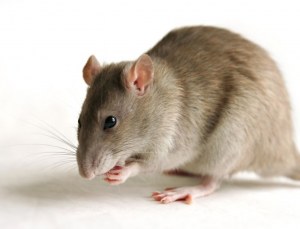 Rats Transgéniques