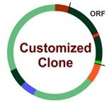 Service à façon : Modification de clone