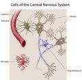 Cellules Primaires de cerveau humain normal adulte