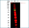 TrueBlot® Fluorescents
