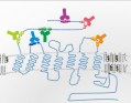 Service à façon: Production de banque d'anticorps monoclonaux