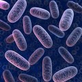 Peptides bioactifs mitochondriaux